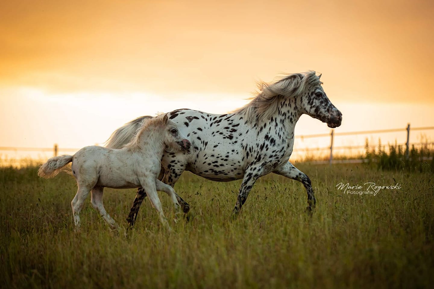 Mini Appaloosa Mare & Foal